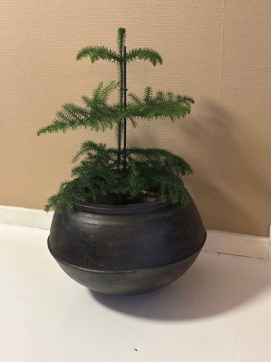 Benedict lerkrukke - L