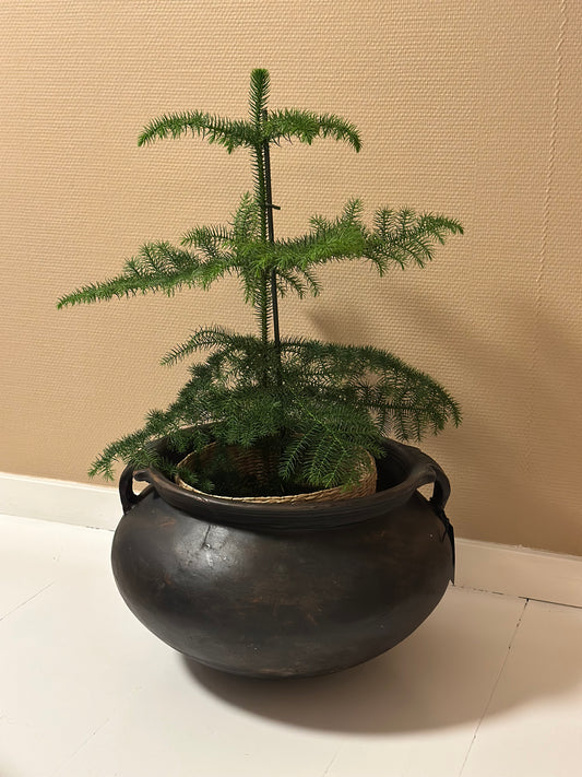 Botanic lerkrukke med håndtag - L