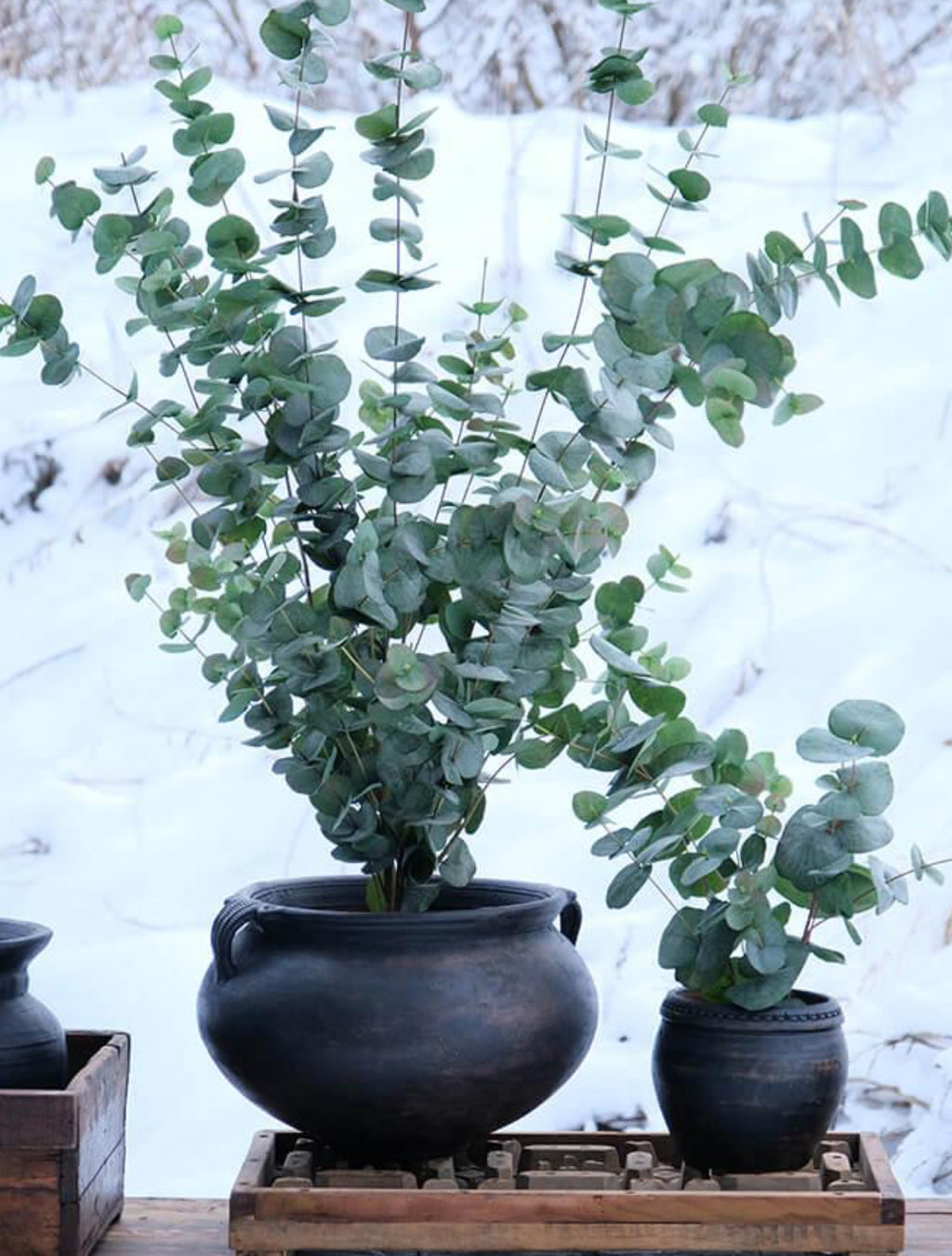 Botanic lerkrukke med håndtag - L