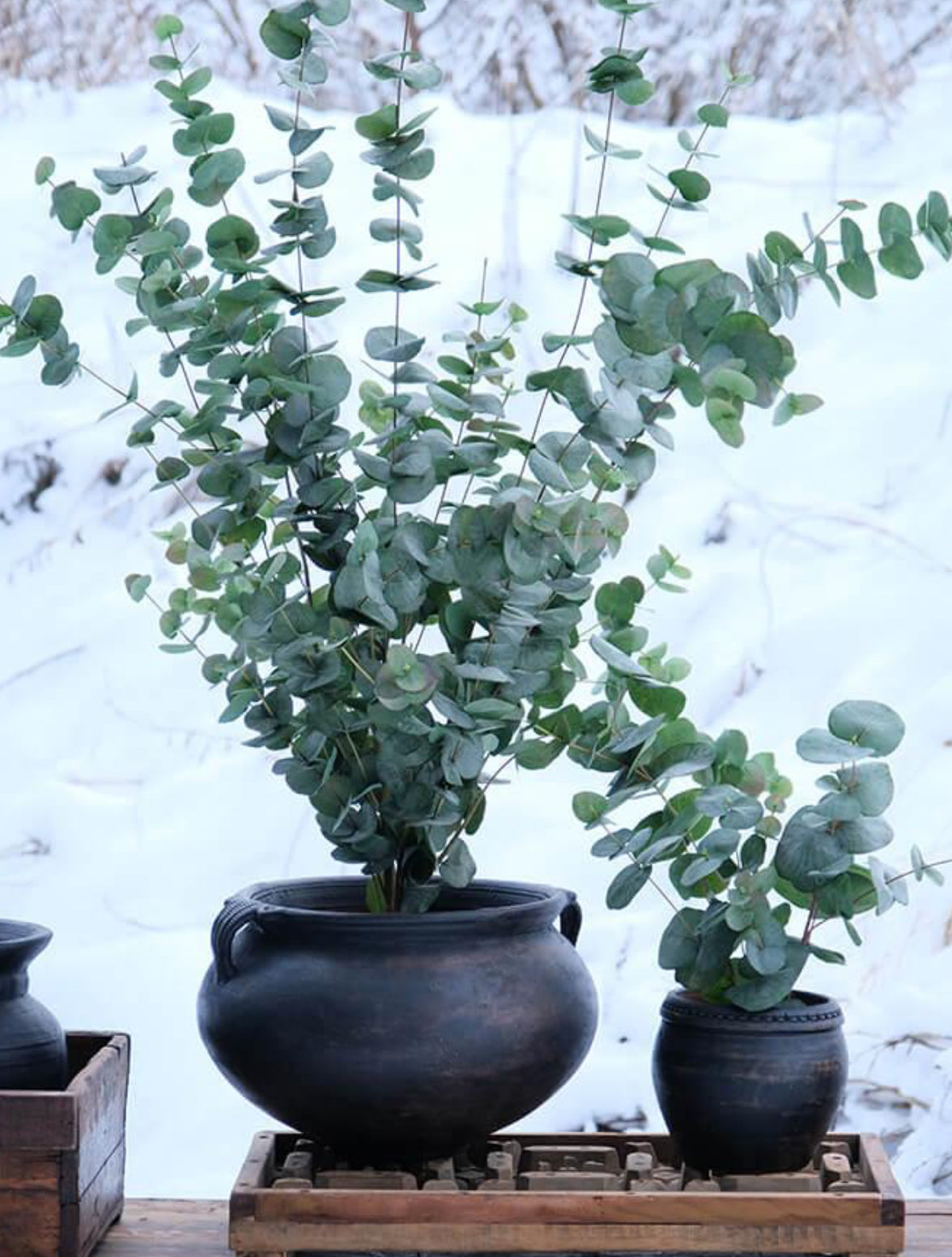 Botanic lerkrukke med håndtag - L